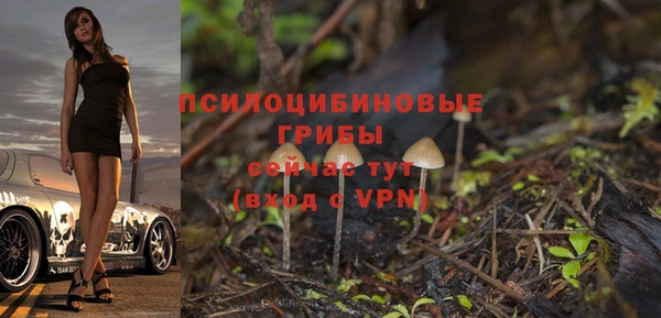 стаф Арсеньев